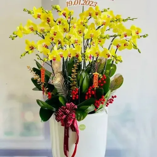 Chậu Lan Hồ Điệp 61