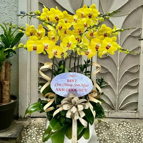 Chậu Lan Hồ Điệp 60