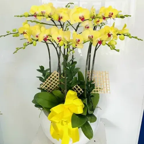 Chậu Lan Hồ Điệp 57