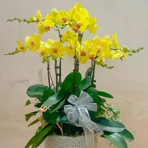 Chậu Lan Hồ Điệp 56