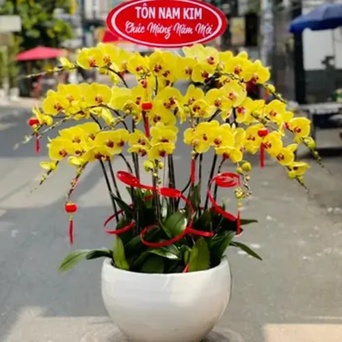 Chậu Lan Hồ Điệp 82