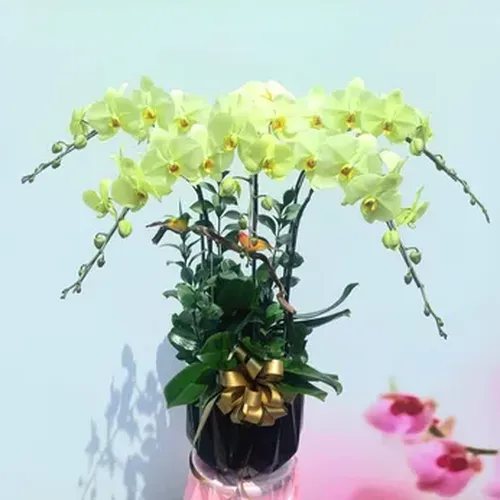 Chậu Lan Hồ Điệp 86