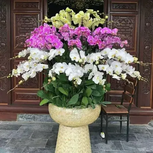 Chậu Lan Hồ Điệp 02