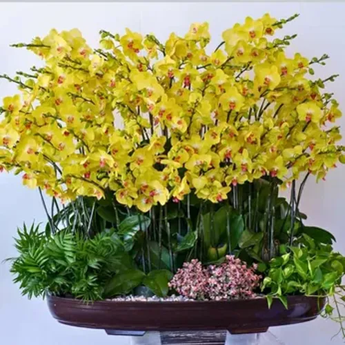 Chậu Lan Hồ Điệp 04