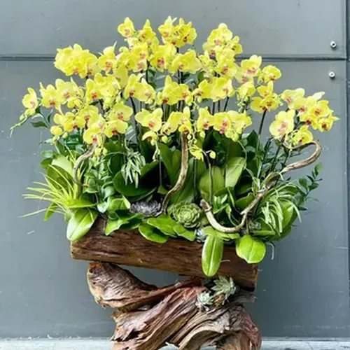 Chậu Lan Hồ Điệp 05