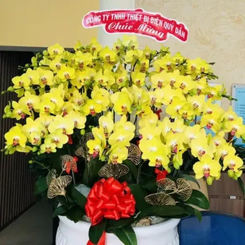 Chậu Lan Hồ Điệp 06