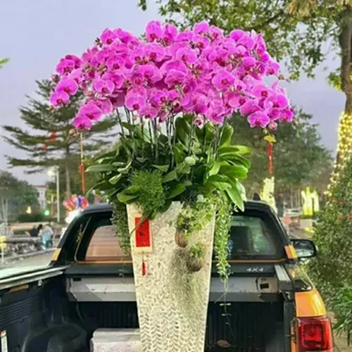 Chậu Lan Hồ Điệp 07