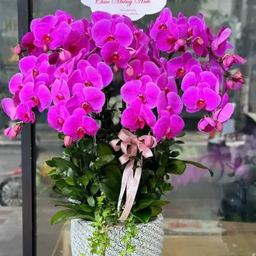 Chậu Lan Hồ Điệp 08