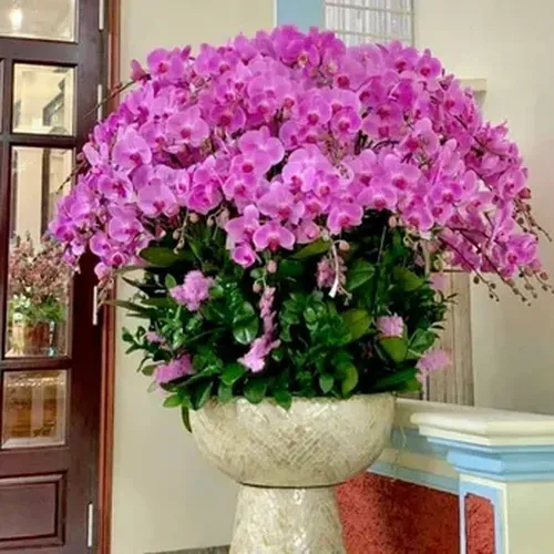 Chậu Lan Hồ Điệp 09