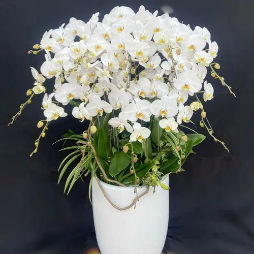 Chậu Lan Hồ Điệp 10