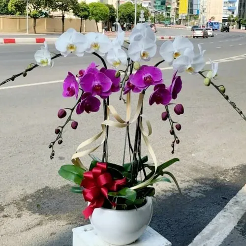 Chậu Lan Hồ Điệp 13