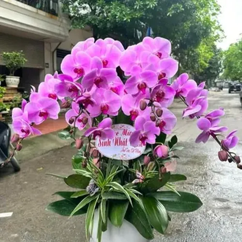 Chậu Lan Hồ Điệp 16