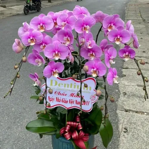 Chậu Lan Hồ Điệp 17