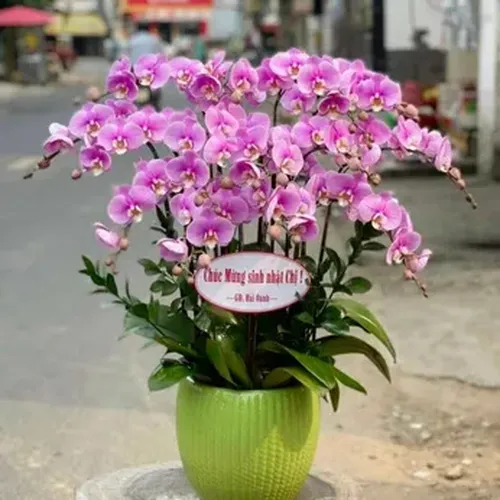 Chậu Lan Hồ Điệp 18