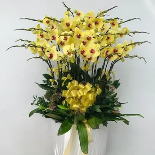 Chậu Lan Hồ Điệp 20