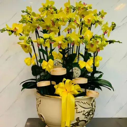 Chậu Lan Hồ Điệp 21