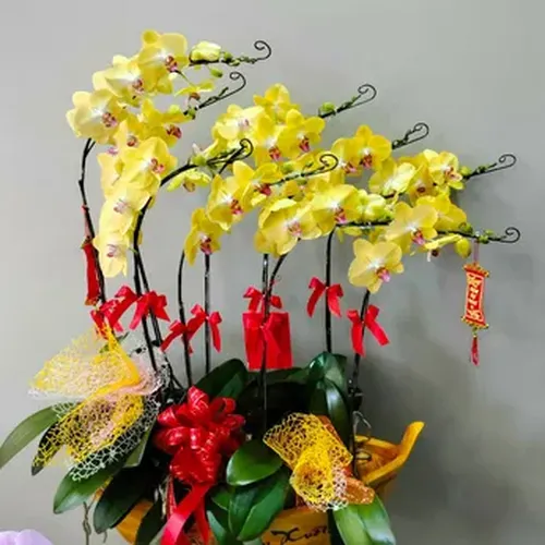 Chậu Lan Hồ Điệp 22