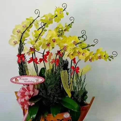 Chậu Lan Hồ Điệp 24