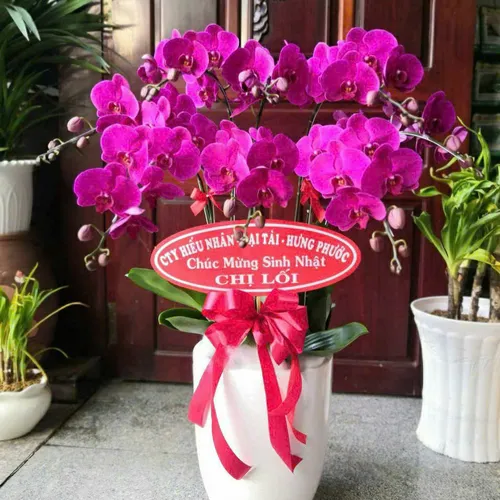 Chậu Lan Hồ Điệp 29