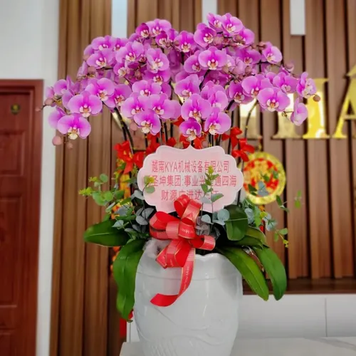 Chậu Lan Hồ Điệp 30