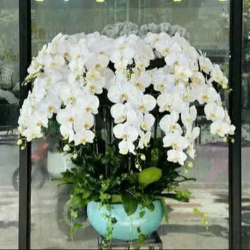 Chậu Lan Hồ Điệp 31