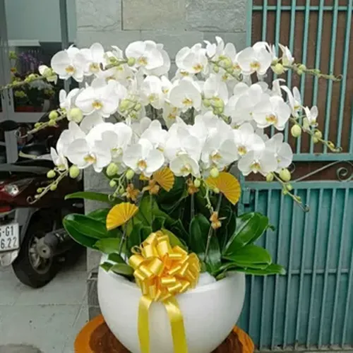 Chậu Lan Hồ Điệp 33