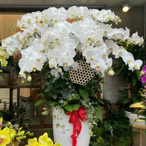 Chậu Lan Hồ Điệp 34