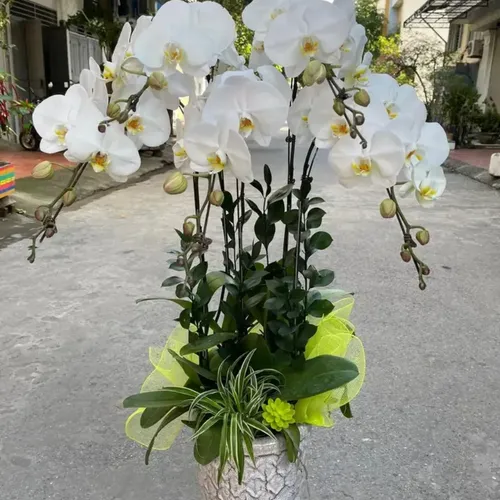 Chậu Lan Hồ Điệp 35