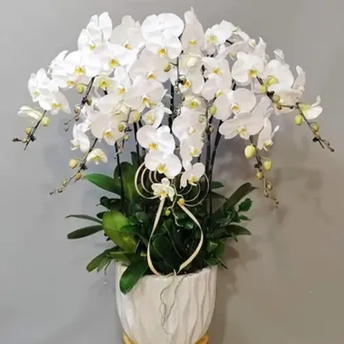 Chậu Lan Hồ Điệp 36