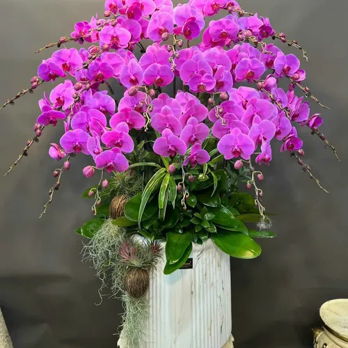 Chậu Lan Hồ Điệp 37