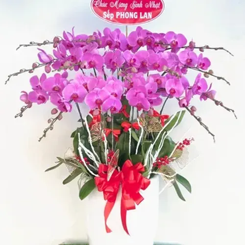 Chậu Lan Hồ Điệp 38