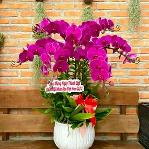 Chậu Lan Hồ Điệp 40