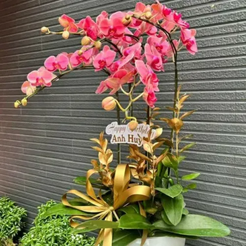 Chậu Lan Hồ Điệp 41