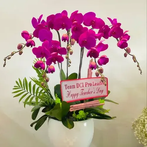 Chậu Lan Hồ Điệp 42