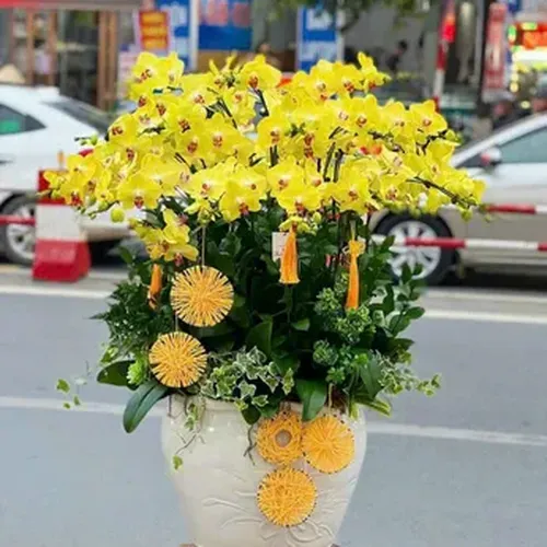 Chậu Lan Hồ Điệp 43