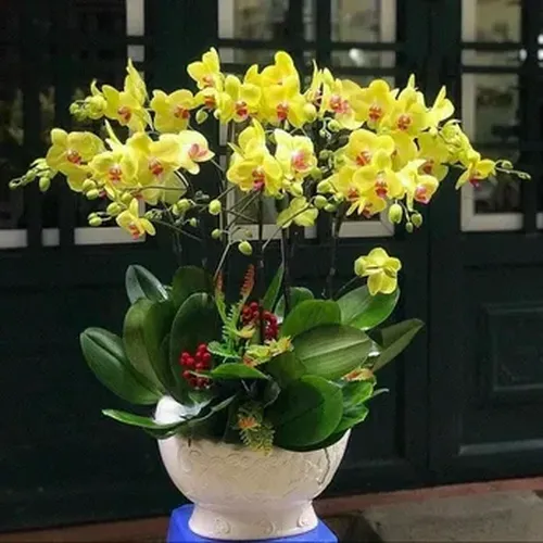 Chậu Lan Hồ Điệp 47