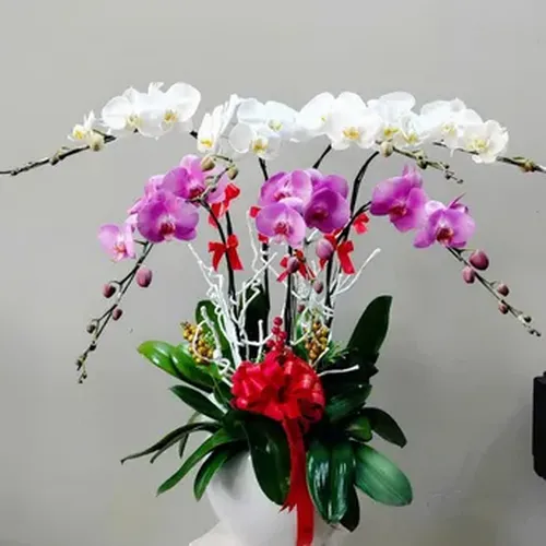 Chậu Lan Hồ Điệp 49