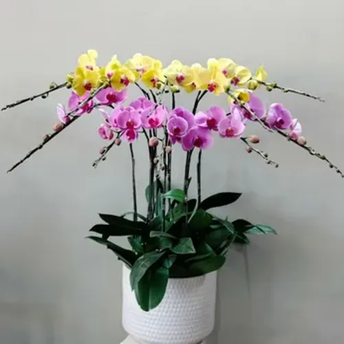 Chậu Lan Hồ Điệp 50