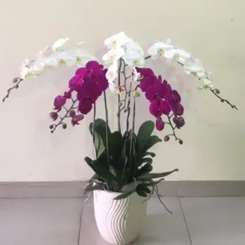 Chậu Lan Hồ Điệp 51