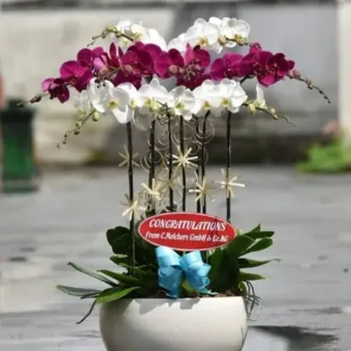 Chậu Lan Hồ Điệp 53