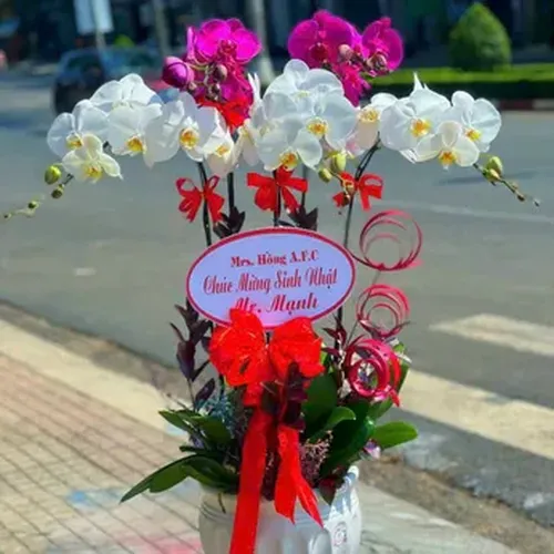 Chậu Lan Hồ Điệp 54