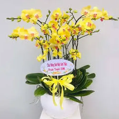 Chậu Lan Hồ Điệp 55