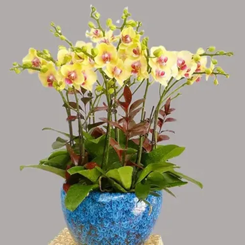 Chậu Lan Hồ Điệp 59