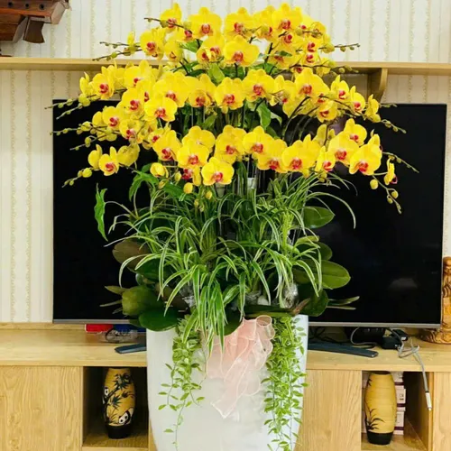 Chậu Lan Hồ Điệp 62