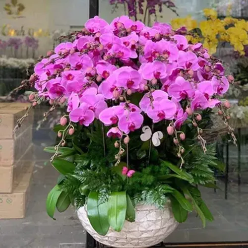 Chậu Lan Hồ Điệp 65