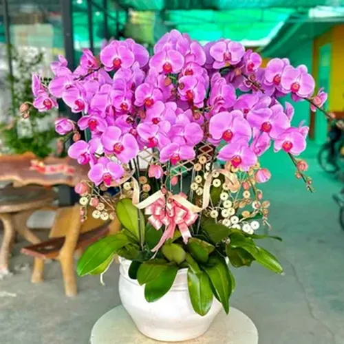 Chậu Lan Hồ Điệp 66