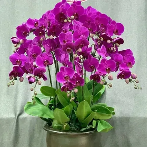 Chậu Lan Hồ Điệp 67