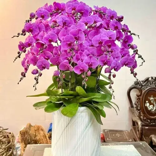 Chậu Lan Hồ Điệp 70