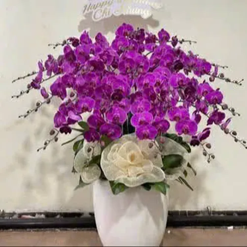 Chậu Lan Hồ Điệp 71