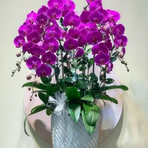 Chậu Lan Hồ Điệp 72